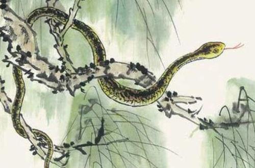 蛇与花2在线观看,在线揭秘神秘花蛇传说