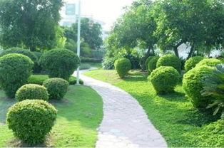 园林绿化爆料视频大全集,揭秘美丽背后的故事