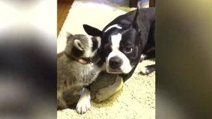 动物生小宝宝视频,动物宝宝诞生记