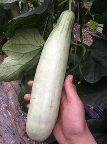 qq免费吃网红的瓜,揭秘QQ免费吃瓜攻略